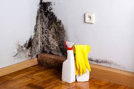 Bridgeville, PA Mold Removal Company